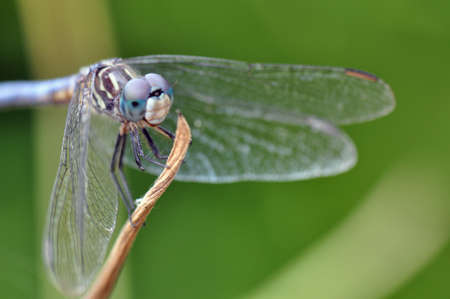 Blue Darner dragonfly resting on a stick