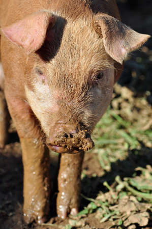 Free range pigs raised on a farm in Asheville, North Carolinaの写真素材