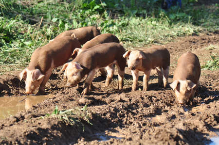 Free range pigs raised on a farm in Asheville, North Carolinaの写真素材