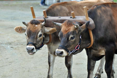 Domesticated cows pulling an ox cart near Raleigh, North Carolinaの写真素材
