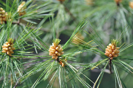 Young pine cones barely beginning to form on a tree in North Carolina