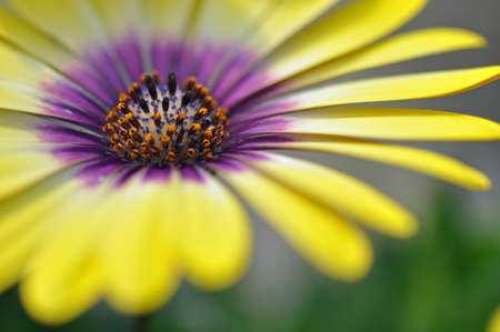 Cultivated flowers blooming in spring in Raleigh, North Carolinaの写真素材