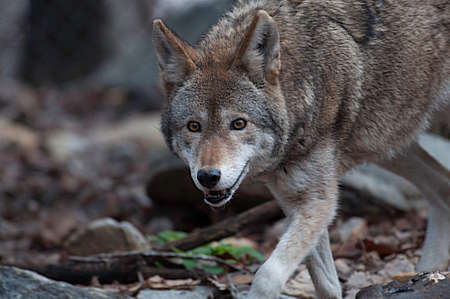 Red wolf pacing in North Carolina