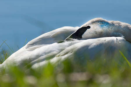 Tundra swans overwintering at Lake Mattamuskeet in North Carolinaの写真素材