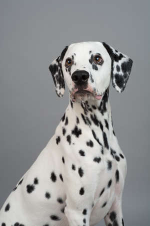 Studio photo of a young happy male Dalmatian dogの写真素材