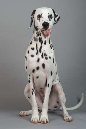 Studio photo of a young happy male Dalmatian dogの写真素材