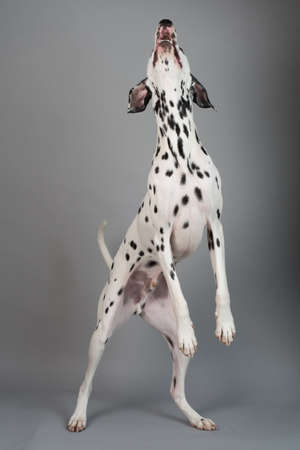 Studio photo of a young happy male Dalmatian dogの写真素材