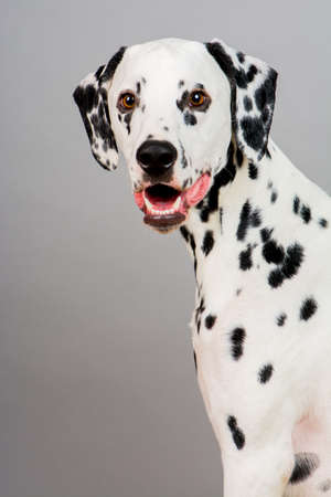 Studio photo of a young happy male Dalmatian dogの写真素材