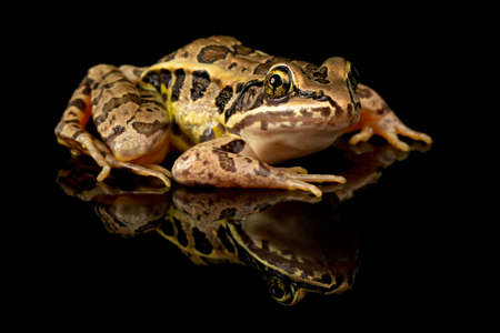 Studio photo of a Pickerel Frog, Lithobates palustris, often confused for the endangered Leopard Frog. Shot against a reflective black background.の写真素材