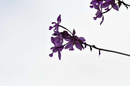 orchid flowers isolated on white backgroundの写真素材