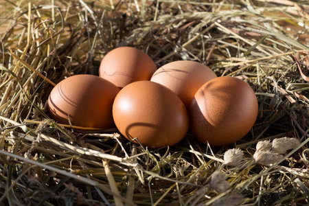 Close up chicken eggs in a hay nest at sunset.