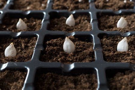 Pumpkin seeds in the soil, black plastic reusable pots with ground. Planting seeds. Crop production, agriculture, gardening. Close up.の写真素材