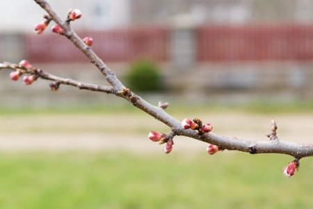 Branch of an apricot tree with pink buds. fruit trees near house. Spring awakening of nature....
