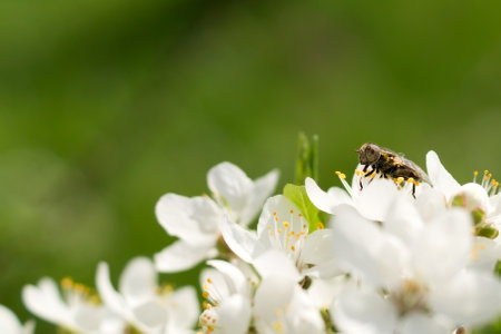 Common drone fly feeding the pollen from the flowers. A branch of a fruit tree with large white...