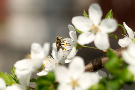 Common drone fly pollinating white flowers in a spring garden. Eristalis tenax or european hoverfly,...
