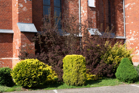 Landscape desing near brick wall with group of different coniferous evergreen plants in sunny day. Various forms of bushesの写真素材