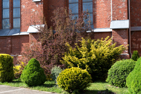 Landscape desing near brick wall with group of different coniferous evergreen plants in sunny day. Various forms of bushesの写真素材