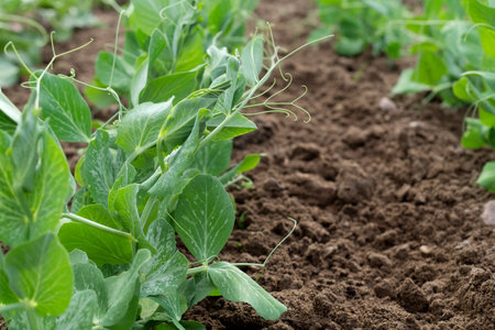 Young green pea in the garden bed. Production organic food. Gardening, agriculture.の写真素材