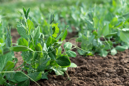 Young sweet green pea sprouts growing in a soil in a vegetable garden. Close up. Concept of growing own vegetables. Gardening.の写真素材