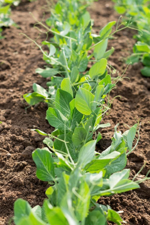 Garden bed with young sprout of sweet green peas. Gardening. Cultivation organic food.の写真素材