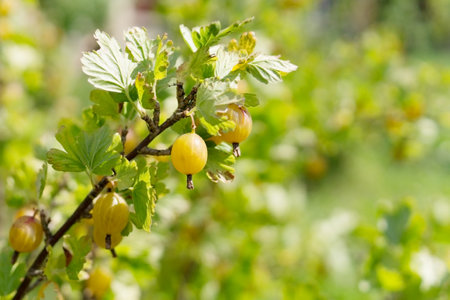 Ripe juicy sweet gooseberries on a branch with green leaves. Gardening, farming. Organic berries rich in vitamins and minerals. Copy space.の写真素材
