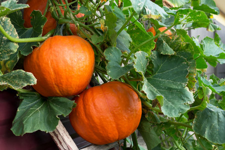 Large orange ripe pumpkins with green leaves hangs on the wall. Vegetable harvest time. Close up.の写真素材