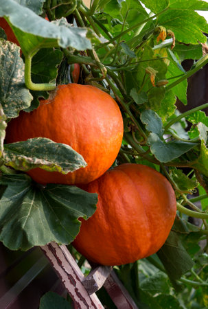 Large orange ripe pumpkins with green leaves hangs on the wall. Harvest season. Close up.の写真素材