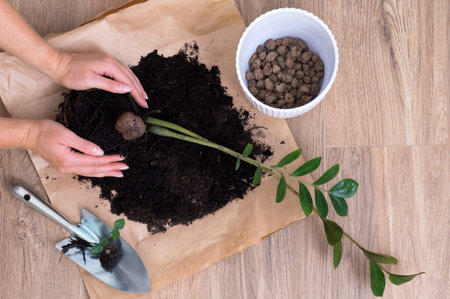 Woman hands repotting and cultivating home plant Zamioculcas zamiifolia into new modern white ceramic pot with help of garden metal tool shovel for planting flowers. Wooden table or wooden floor, hobby, autumn or spring routine. Home gardening, cultivation and caring for indoor potted plants. Top view.の写真素材