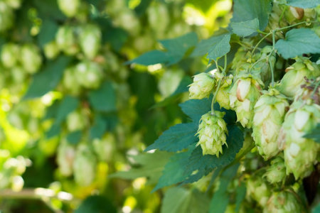 Fresh green hop plant cones on branch. Raw materials for making beer or bread, blurred background, cope space, close upの写真素材