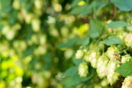Blurred plant background, green bokeh on nature abstract blur background, hop plant with sunny...