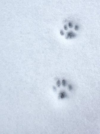 Trace of cat, animal footprint on the fresh white snow, copy space, top view