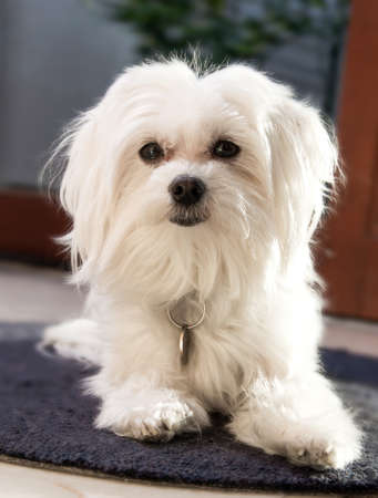Maltese is lying on the carpet.の写真素材