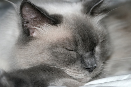 Cat Asleepの写真素材