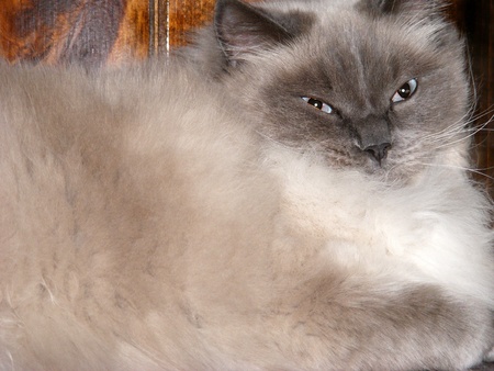 A blue pointed ragdoll cat curled up asleep の写真素材