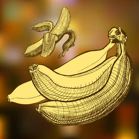 Bananas engraving drawing. Fruit and food themesのイラスト素材