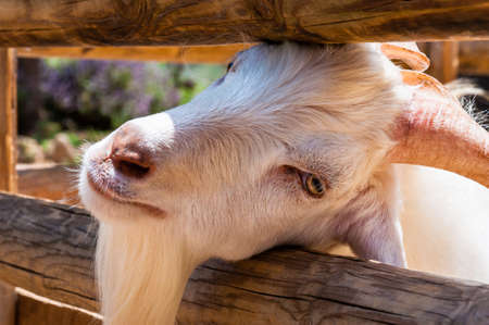 White goat stuck her head through the wooden logs fence paddockの写真素材
