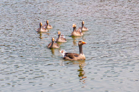 Family of geese swimming in lakeの写真素材
