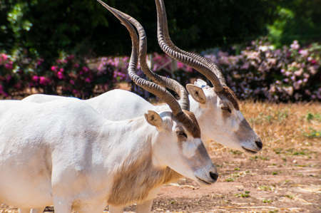Two white Addaxes also known as the white antelopes and the screwhorn antelopes graze in the field in Safariの写真素材