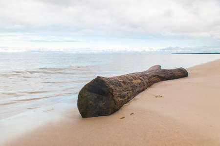Wooden tree log lay down on the shore of Baltic sea in Latviaの写真素材