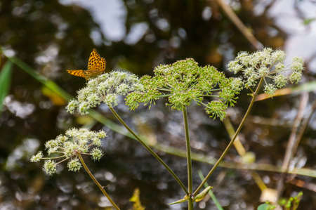 Yellow spotted butterfly insect sitting on dill plant