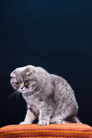 Scottish Folds are hardy cats and their disposition matches their sweet expression. They adore human companionship and display this in their own quiet way.の写真素材