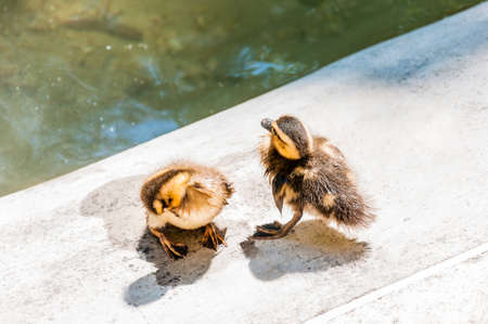 Young ducklings washing and drying near the pond. Ducks are medium sized aquatic birds related to other aquatic birds like swans and geese.の写真素材