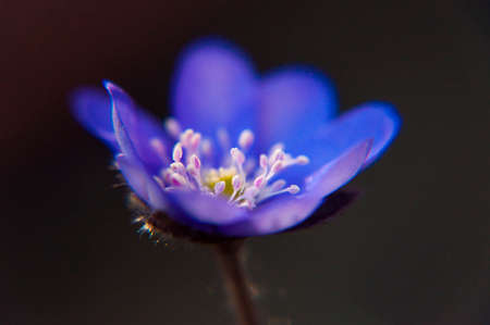 First Hepatica Snowdrop blue purple violet flowers in early spring forestの写真素材