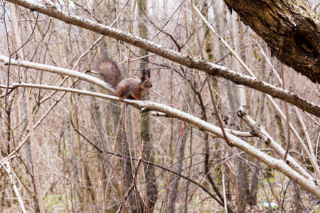 European squirrel sitting on a tree branch in early spring forest