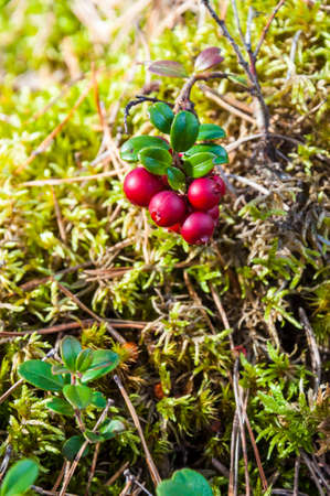 Red berries of Lingonberry or cowberry or partridgeberry branch in mossy Lithuanian forestの写真素材