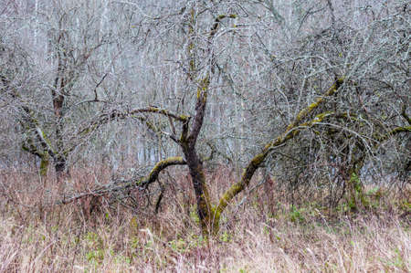 Obsolete apple trees orchard in abandoned Lithuanian village.