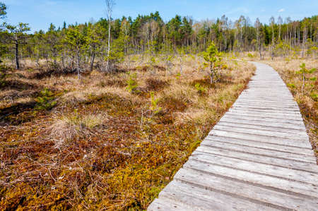 Wooden plank walkway in Trakai National Park swamp forest. In this swampy regional park wooden boardwalk path stretches for dozens of miles. Trakai, Lithuania, EU.の写真素材