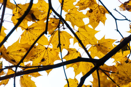 Yellow maple leaves on a tree during the fall season or Indian summer.の写真素材
