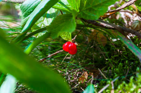 Wild red bramble berries brunch hiding in forest grass
