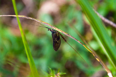 Small drake insect sitting upside down on green leaf